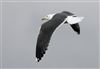Lesser Black-backed Gull