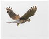 Kestrel