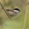 Marsh Tit