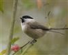 Marsh Tit