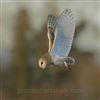 Barn Owl