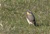 Wheatear