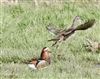 Mandarin Duck