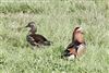 Mandarin Duck