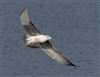 Herring Gull