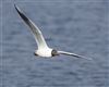 Black-headed Gull