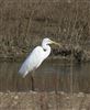Great White Egret