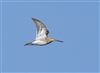 Snipe