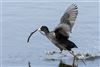 Coot