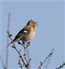 Chaffinch