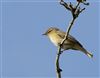 Chiffchaff
