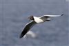 Black-headed Gull