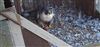 Peregrine