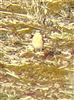 Wheatear