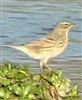 Rock Pipit