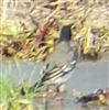 White Wagtail