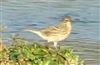 Rock Pipit