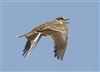 Skylark