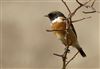 Stonechat