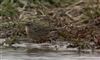 Rock Pipit