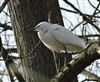 Little Egret