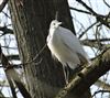 Little Egret