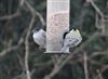 Blackcap