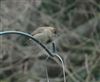 Blackcap