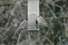Blackcap