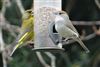 Greenfinch