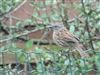 Dunnock