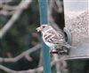 Brambling