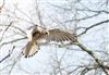 Kestrel
