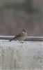 Rock Pipit