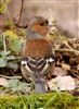 Chaffinch