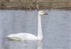 Whooper Swan