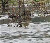 Rock Pipit