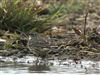 Rock Pipit