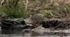 Rock Pipit