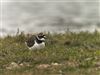 Little Ringed Plover