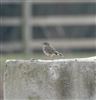 Rock Pipit