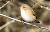 Chiffchaff