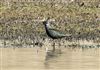Lapwing