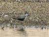 Lapwing