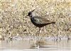 Lapwing