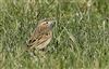Photo of Richard's Pipit at Newport Pagnell, Newport Pagnell, Buckinghamshire. Taken by Michael Haberfield on 2nd March 2025.