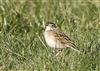 Photo of Richard's Pipit at Newport Pagnell, Newport Pagnell, Buckinghamshire. Taken by Michael Haberfield on 2nd March 2025.