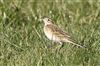 Photo of Richard's Pipit at Newport Pagnell, Newport Pagnell, Buckinghamshire. Taken by Michael Haberfield on 2nd March 2025.