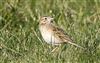 Photo of Richard's Pipit at Newport Pagnell, Newport Pagnell, Buckinghamshire. Taken by Michael Haberfield on 2nd March 2025.