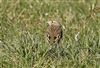 Photo of Richard's Pipit at Newport Pagnell, Newport Pagnell, Buckinghamshire. Taken by Michael Haberfield on 2nd March 2025.